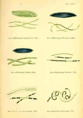Reproducción/Reproduction 48346478612: British sea-weeds. London :Bell and Daldy,1872.. 