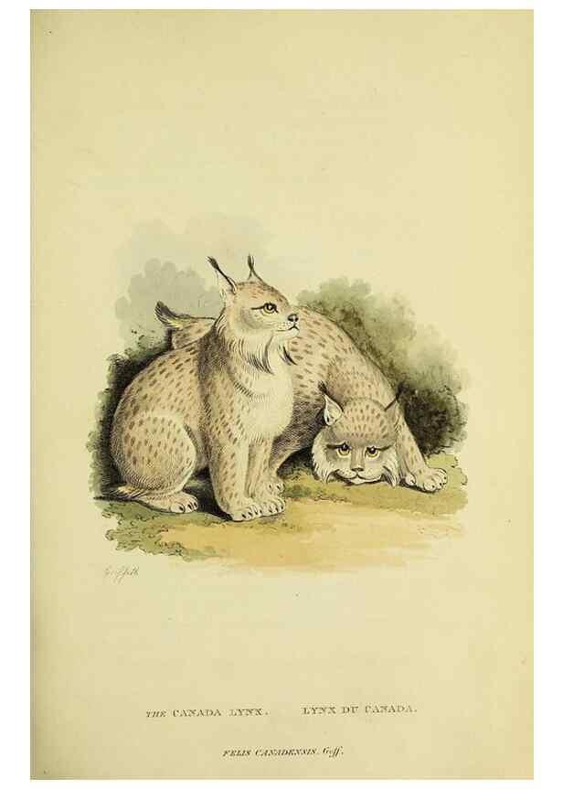Reproducción/Reproduction 48346445291: General and particular descriptions of the vertebrated animals :. London :Printed for Baldwin, Cradock, and Joy :MDCCCXXI [1821]. 