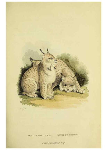 Reproducción/Reproduction 48346445291: General and particular descriptions of the vertebrated animals :. London :Printed for Baldwin, Cradock, and Joy :MDCCCXXI [1821]. 