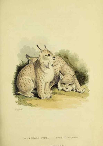 Reproducción/Reproduction 48346445291: General and particular descriptions of the vertebrated animals :. London :Printed for Baldwin, Cradock, and Joy :MDCCCXXI [1821]. 