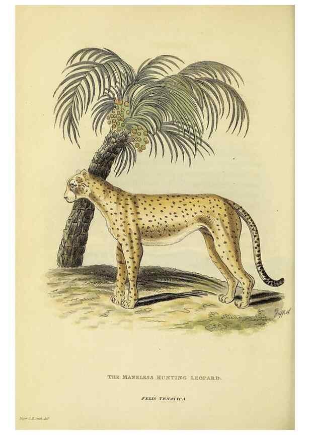Reproducción/Reproduction 48346583857: General and particular descriptions of the vertebrated animals :. London :Printed for Baldwin, Cradock, and Joy :MDCCCXXI [1821]. 