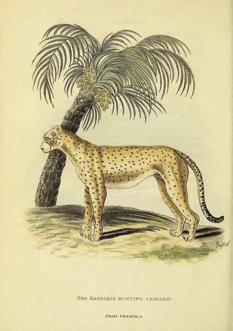 Reproducción/Reproduction 48346583857: General and particular descriptions of the vertebrated animals :. London :Printed for Baldwin, Cradock, and Joy :MDCCCXXI [1821]. 