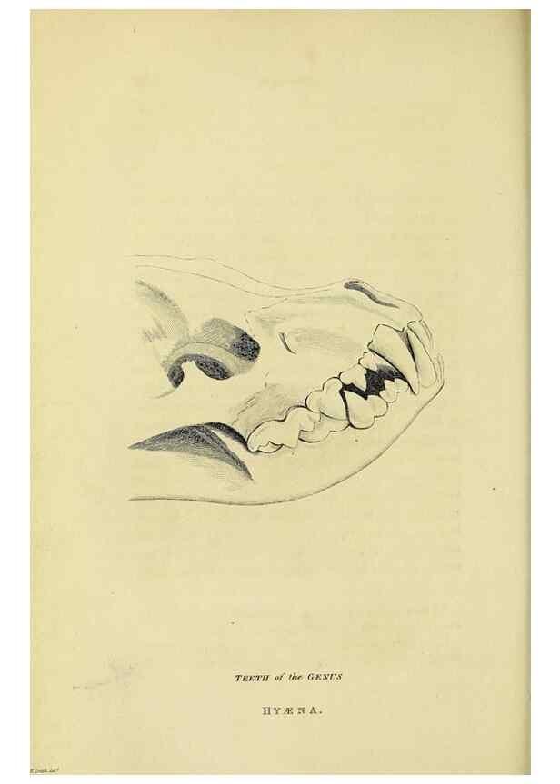 Reproducción/Reproduction 48346584387: General and particular descriptions of the vertebrated animals :. London :Printed for Baldwin, Cradock, and Joy :MDCCCXXI [1821]. 