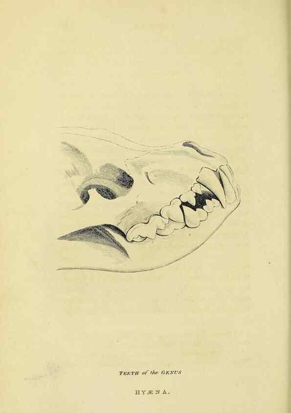 Reproducción/Reproduction 48346584387: General and particular descriptions of the vertebrated animals :. London :Printed for Baldwin, Cradock, and Joy :MDCCCXXI [1821]. 