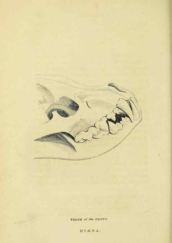 Reproducción/Reproduction 48346584387: General and particular descriptions of the vertebrated animals :. London :Printed for Baldwin, Cradock, and Joy :MDCCCXXI [1821]. 