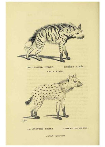 Reproducción/Reproduction 48346584927: General and particular descriptions of the vertebrated animals :. London :Printed for Baldwin, Cradock, and Joy :MDCCCXXI [1821]. 