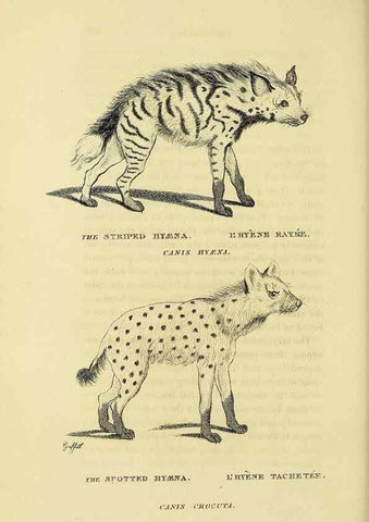 Reproducción/Reproduction 48346584927: General and particular descriptions of the vertebrated animals :. London :Printed for Baldwin, Cradock, and Joy :MDCCCXXI [1821]. 