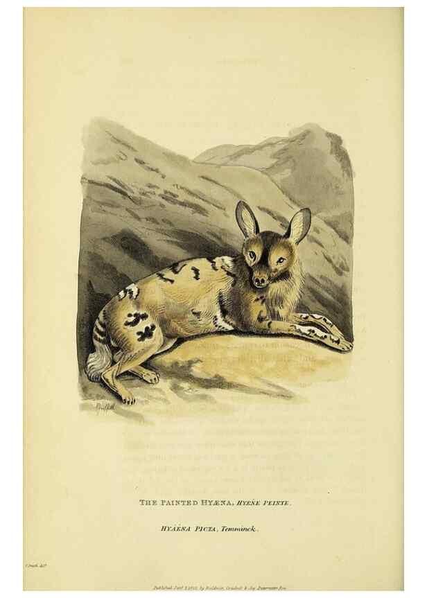 Reproducción/Reproduction 48346447076: General and particular descriptions of the vertebrated animals :. London :Printed for Baldwin, Cradock, and Joy :MDCCCXXI [1821]. 