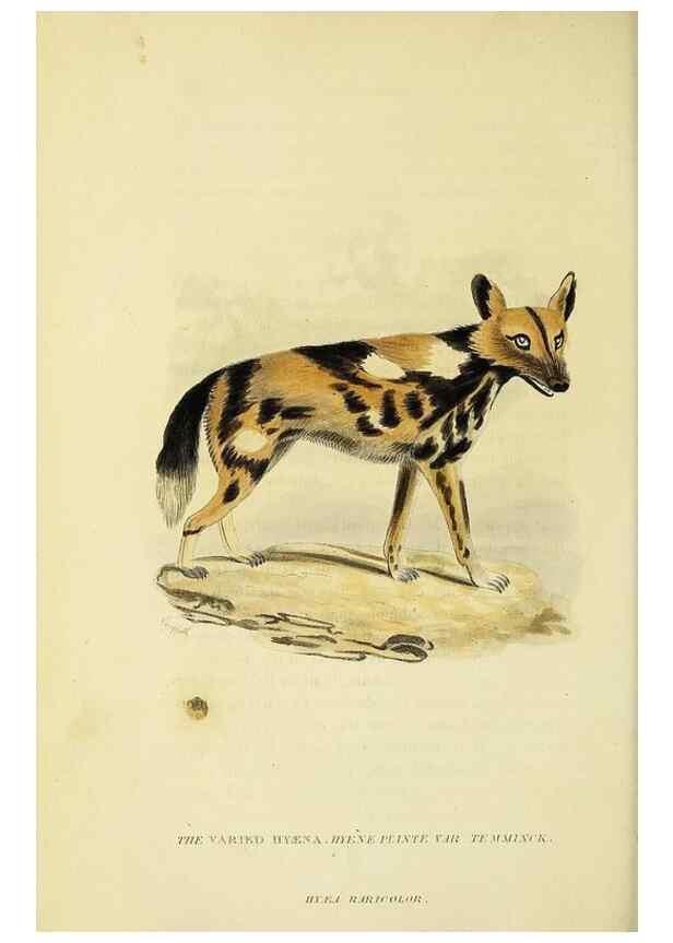 Reproducción/Reproduction 48346585827: General and particular descriptions of the vertebrated animals :. London :Printed for Baldwin, Cradock, and Joy :MDCCCXXI [1821]. 