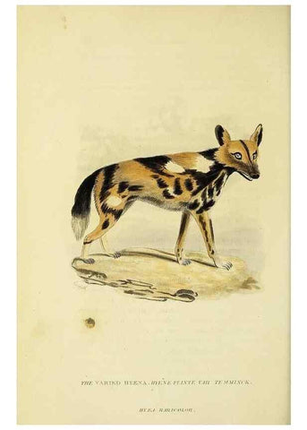 Reproducción/Reproduction 48346585827: General and particular descriptions of the vertebrated animals :. London :Printed for Baldwin, Cradock, and Joy :MDCCCXXI [1821]. 