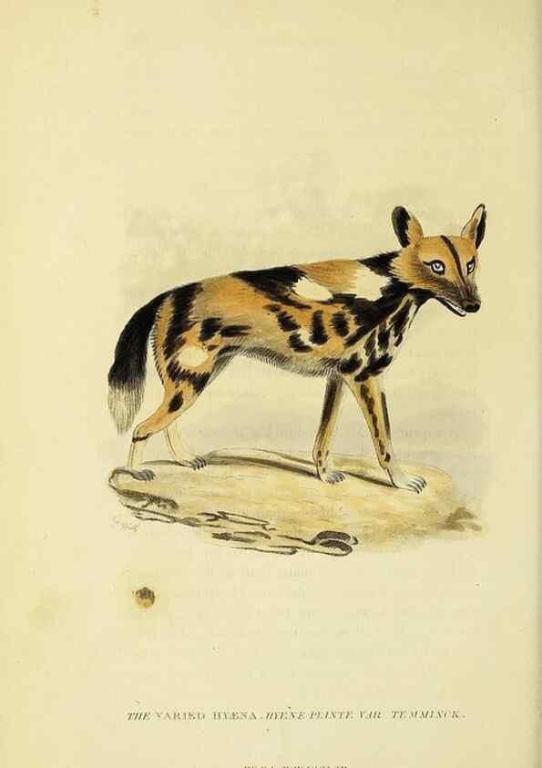 Reproducción/Reproduction 48346585827: General and particular descriptions of the vertebrated animals :. London :Printed for Baldwin, Cradock, and Joy :MDCCCXXI [1821]. 