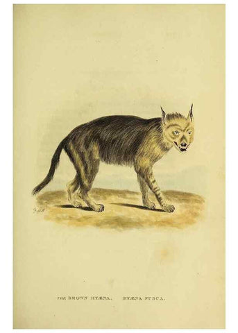 Reproducción/Reproduction 48346586187: General and particular descriptions of the vertebrated animals :. London :Printed for Baldwin, Cradock, and Joy :MDCCCXXI [1821]. 