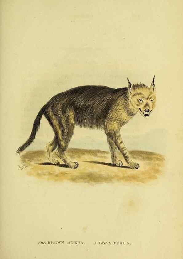 Reproducción/Reproduction 48346586187: General and particular descriptions of the vertebrated animals :. London :Printed for Baldwin, Cradock, and Joy :MDCCCXXI [1821]. 