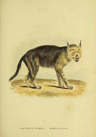 Reproducción/Reproduction 48346586187: General and particular descriptions of the vertebrated animals :. London :Printed for Baldwin, Cradock, and Joy :MDCCCXXI [1821]. 