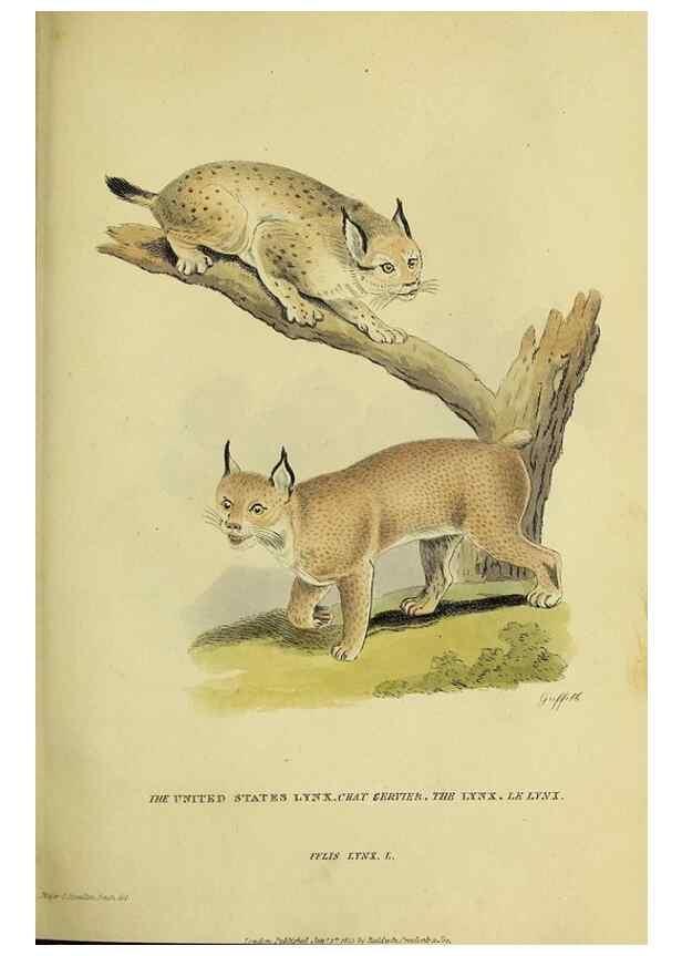 Reproducción/Reproduction 48346444826: General and particular descriptions of the vertebrated animals :. London :Printed for Baldwin, Cradock, and Joy :MDCCCXXI [1821]. 