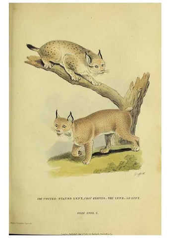 Reproducción/Reproduction 48346444826: General and particular descriptions of the vertebrated animals :. London :Printed for Baldwin, Cradock, and Joy :MDCCCXXI [1821]. 