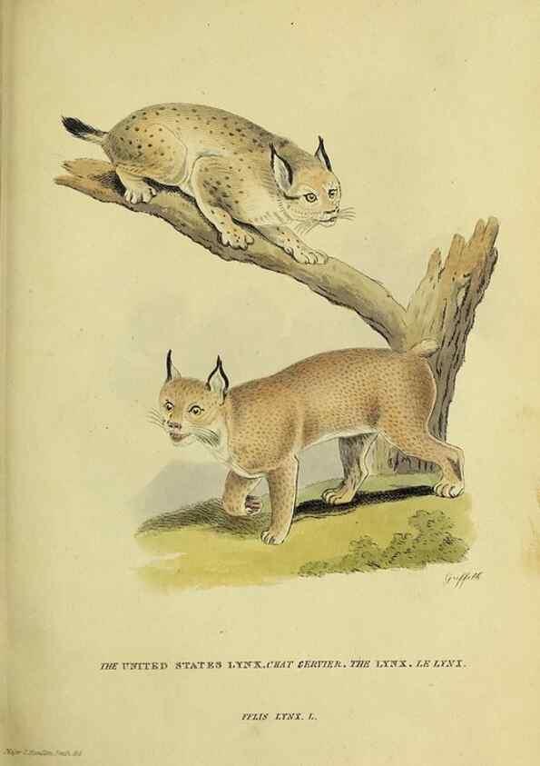 Reproducción/Reproduction 48346444826: General and particular descriptions of the vertebrated animals :. London :Printed for Baldwin, Cradock, and Joy :MDCCCXXI [1821]. 