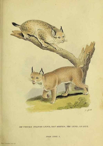 Reproducción/Reproduction 48346444826: General and particular descriptions of the vertebrated animals :. London :Printed for Baldwin, Cradock, and Joy :MDCCCXXI [1821]. 