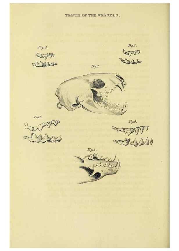 Reproducción/Reproduction 48346586562: General and particular descriptions of the vertebrated animals :. London :Printed for Baldwin, Cradock, and Joy :MDCCCXXI [1821]. 