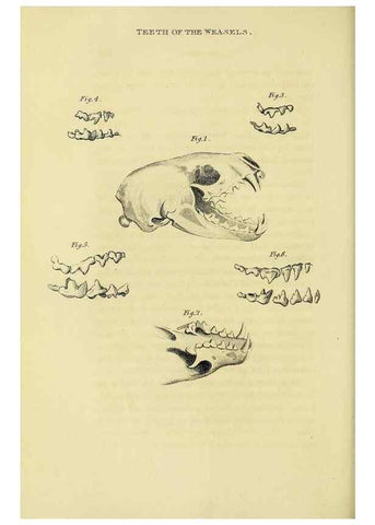 Reproducción/Reproduction 48346586562: General and particular descriptions of the vertebrated animals :. London :Printed for Baldwin, Cradock, and Joy :MDCCCXXI [1821]. 