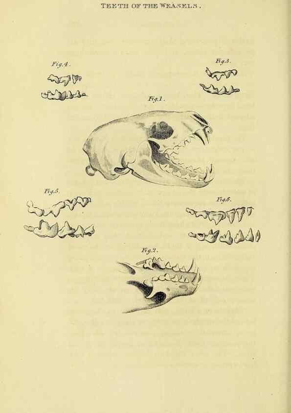 Reproducción/Reproduction 48346586562: General and particular descriptions of the vertebrated animals :. London :Printed for Baldwin, Cradock, and Joy :MDCCCXXI [1821]. 