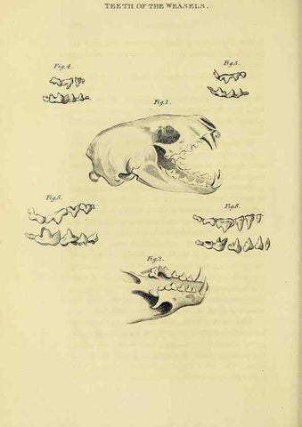 Reproducción/Reproduction 48346586562: General and particular descriptions of the vertebrated animals :. London :Printed for Baldwin, Cradock, and Joy :MDCCCXXI [1821]. 