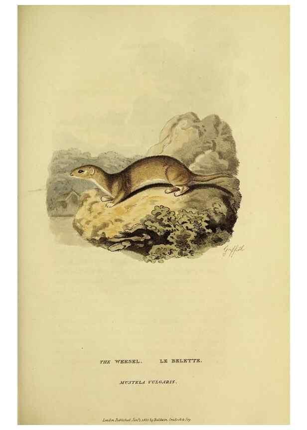 Reproducción/Reproduction 48346448906: General and particular descriptions of the vertebrated animals :. London :Printed for Baldwin, Cradock, and Joy :MDCCCXXI [1821]. 