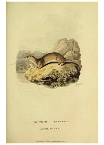 Reproducción/Reproduction 48346448906: General and particular descriptions of the vertebrated animals :. London :Printed for Baldwin, Cradock, and Joy :MDCCCXXI [1821]. 