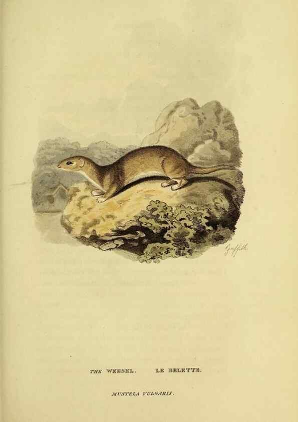 Reproducción/Reproduction 48346448906: General and particular descriptions of the vertebrated animals :. London :Printed for Baldwin, Cradock, and Joy :MDCCCXXI [1821]. 