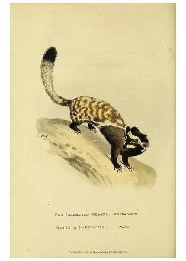 Reproducción/Reproduction 48346587777: General and particular descriptions of the vertebrated animals :. London :Printed for Baldwin, Cradock, and Joy :MDCCCXXI [1821]. 
