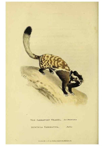 Reproducción/Reproduction 48346587777: General and particular descriptions of the vertebrated animals :. London :Printed for Baldwin, Cradock, and Joy :MDCCCXXI [1821]. 