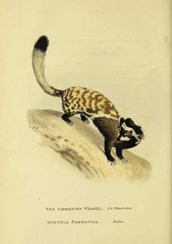 Reproducción/Reproduction 48346587777: General and particular descriptions of the vertebrated animals :. London :Printed for Baldwin, Cradock, and Joy :MDCCCXXI [1821]. 