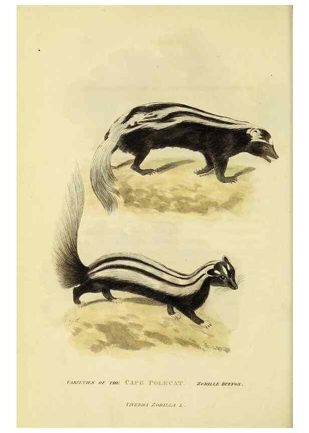 Reproducción/Reproduction 48346588137: General and particular descriptions of the vertebrated animals :. London :Printed for Baldwin, Cradock, and Joy :MDCCCXXI [1821]. 