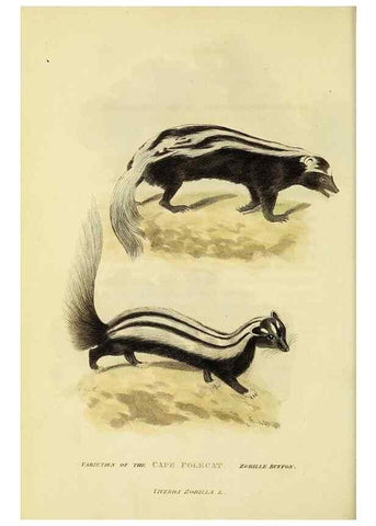 Reproducción/Reproduction 48346588137: General and particular descriptions of the vertebrated animals :. London :Printed for Baldwin, Cradock, and Joy :MDCCCXXI [1821]. 