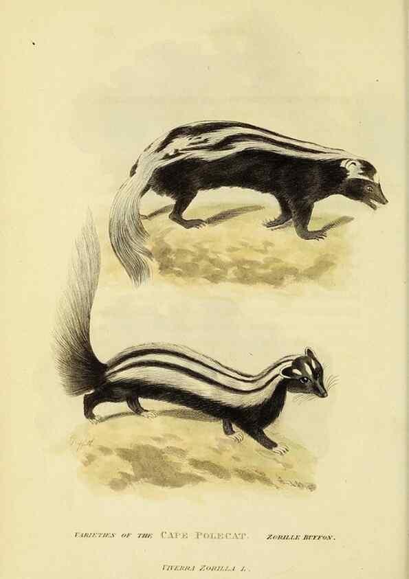 Reproducción/Reproduction 48346588137: General and particular descriptions of the vertebrated animals :. London :Printed for Baldwin, Cradock, and Joy :MDCCCXXI [1821]. 