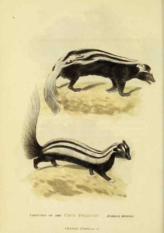 Reproducción/Reproduction 48346588137: General and particular descriptions of the vertebrated animals :. London :Printed for Baldwin, Cradock, and Joy :MDCCCXXI [1821]. 