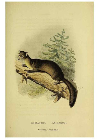 Reproducción/Reproduction 48346588482: General and particular descriptions of the vertebrated animals :. London :Printed for Baldwin, Cradock, and Joy :MDCCCXXI [1821]. 