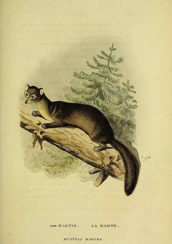 Reproducción/Reproduction 48346588482: General and particular descriptions of the vertebrated animals :. London :Printed for Baldwin, Cradock, and Joy :MDCCCXXI [1821]. 