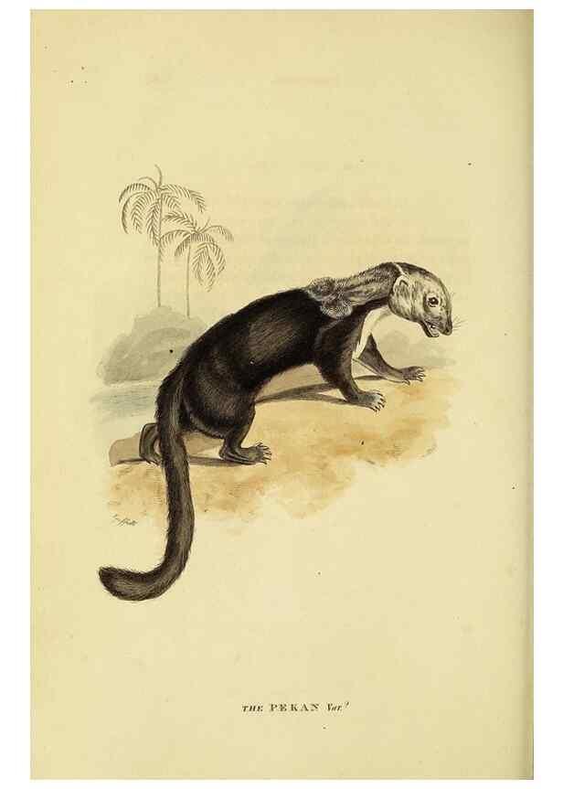Reproducción/Reproduction 48346588837: General and particular descriptions of the vertebrated animals :. London :Printed for Baldwin, Cradock, and Joy :MDCCCXXI [1821]. 