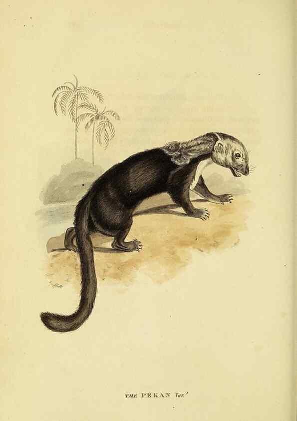 Reproducción/Reproduction 48346588837: General and particular descriptions of the vertebrated animals :. London :Printed for Baldwin, Cradock, and Joy :MDCCCXXI [1821]. 