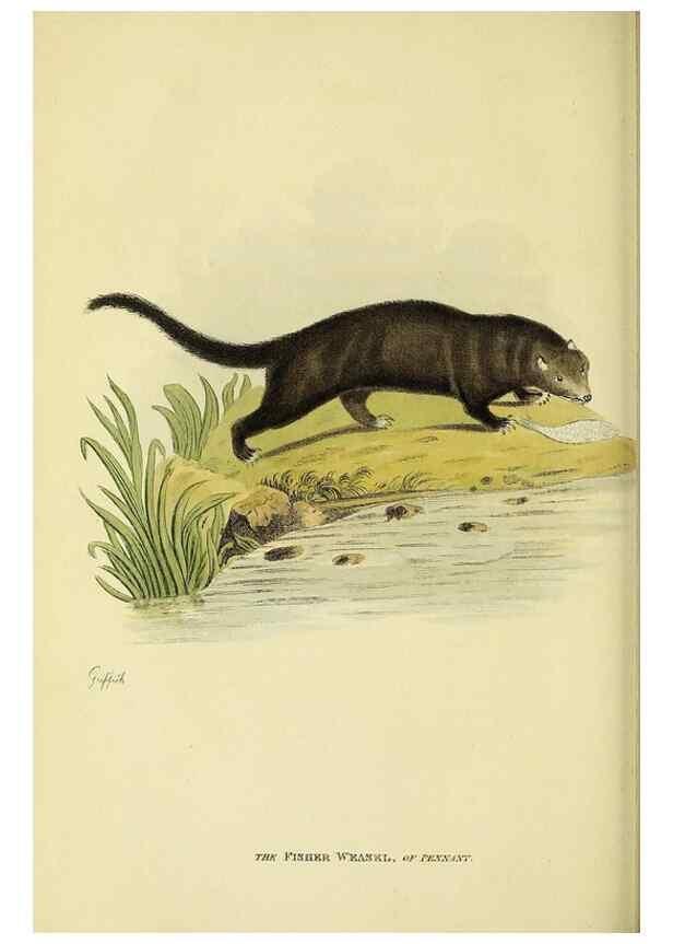 Reproducción/Reproduction 48346589182: General and particular descriptions of the vertebrated animals :. London :Printed for Baldwin, Cradock, and Joy :MDCCCXXI [1821]. 