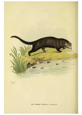 Reproducción/Reproduction 48346589182: General and particular descriptions of the vertebrated animals :. London :Printed for Baldwin, Cradock, and Joy :MDCCCXXI [1821]. 