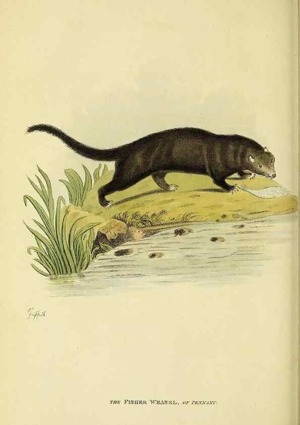 Reproducción/Reproduction 48346589182: General and particular descriptions of the vertebrated animals :. London :Printed for Baldwin, Cradock, and Joy :MDCCCXXI [1821]. 