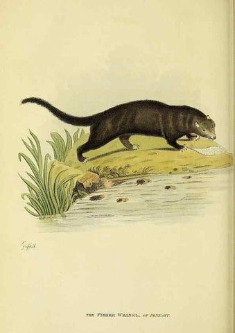 Reproducción/Reproduction 48346589182: General and particular descriptions of the vertebrated animals :. London :Printed for Baldwin, Cradock, and Joy :MDCCCXXI [1821]. 