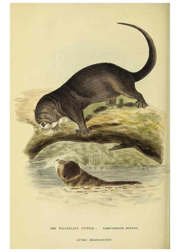Reproducción/Reproduction 48346451156: General and particular descriptions of the vertebrated animals :. London :Printed for Baldwin, Cradock, and Joy :MDCCCXXI [1821]. 