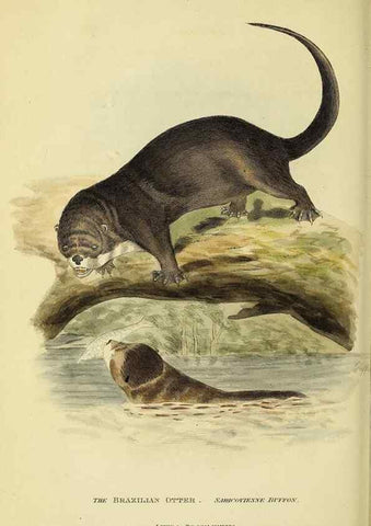 Reproducción/Reproduction 48346451156: General and particular descriptions of the vertebrated animals :. London :Printed for Baldwin, Cradock, and Joy :MDCCCXXI [1821]. 