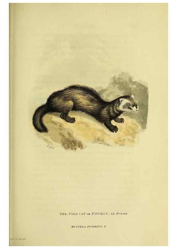 Reproducción/Reproduction 48346586957: General and particular descriptions of the vertebrated animals :. London :Printed for Baldwin, Cradock, and Joy :MDCCCXXI [1821]. 