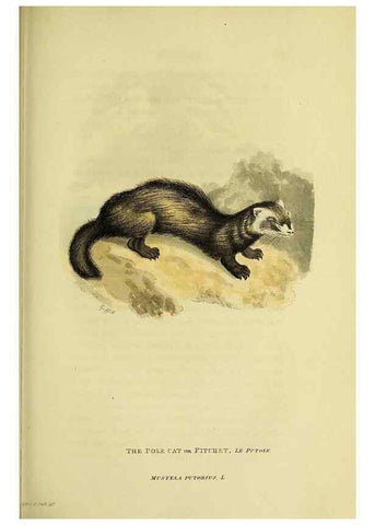 Reproducción/Reproduction 48346586957: General and particular descriptions of the vertebrated animals :. London :Printed for Baldwin, Cradock, and Joy :MDCCCXXI [1821]. 