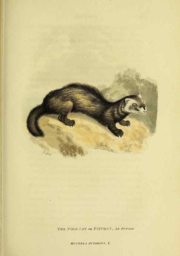 Reproducción/Reproduction 48346586957: General and particular descriptions of the vertebrated animals :. London :Printed for Baldwin, Cradock, and Joy :MDCCCXXI [1821]. 