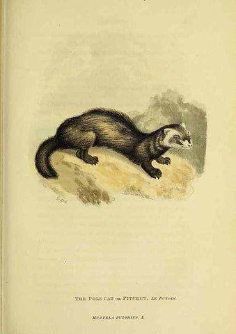Reproducción/Reproduction 48346586957: General and particular descriptions of the vertebrated animals :. London :Printed for Baldwin, Cradock, and Joy :MDCCCXXI [1821]. 